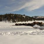 Buffalos on the road